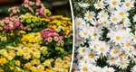 Ce flori se plantează în luna mai. Curtea ta va arăta precum o grădină botanică, de o frumusețe aparte