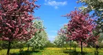 Ce temperaturi pun în pericol pomii fructiferi primăvara. Măsurile pe care le poți lua ca să previi daunele