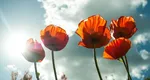 HOROSCOP VARA 2025. Zodiile care găsesc cornul abundenţei. Vacanţe luxoase, cumpărături non-stop şi câştiguri pe Bursă