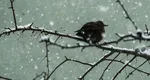 Vine vortexul polar! Avem iarnă în aprilie. Cât este valabilă atenționarea meteorologilor