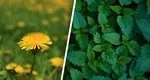 Ierburi din „farmacia” dacilor pe care românii le culeg primăvara. Cât de benefice sunt pentru sănătate urzica, leurda, izma și păpădia