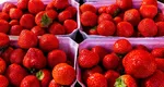 Căpşunile româneşti „dulci şi aromate”, la fel de scumpe ca mielul de Paşte. Trufandalele au preţ enorm în pieţe din cauza îngheţului