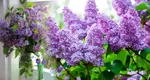 Trucuri care te ajută să te bucuri mai mult timp de florile de liliac puse în vază