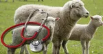 Carnea de miel, un superaliment sau un pericol ascuns? Cine ar trebui să o evite şi de ce