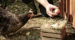 Evitaţi ouăle provenite de la găinile crescute în curte! Avertisment din partea Institutului Naţional pentru Sănătate Publică