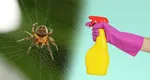 Cum scapi de pânza de păianjen din casă. Soluția naturală care elimină musafirii nepoftiți din locuință