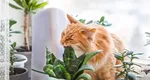 Cele mai toxice plante pentru pisici. Mulți le au în casă, însă nu știu cât de periculoase pot fi