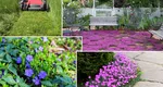 Cu ce tipuri de plante poate fi înlocuit gazonul. Se înmulțesc singure și sunt ușor de întreținut