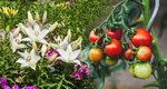 Floarea pe care nu e bine să o plantezi lângă roșiile din grădină. Este frumos mirositoare, dar îți distruge recolta