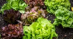 Cum trebuie să păstrezi salata verde ca să rămână proaspătă mai mult timp. Cele mai tari trucuri