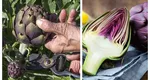 Leguma violet care este atât de rară încât oamenii au început să vândă falsuri. Ce gust are și de unde poate fi cumpărată