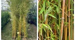 Planta pe care nu e bine să o aveți în curte. Distruge totul în jurul ei