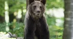 Un urs a fost văzut din nou pe străzile din Sinaia. A fost emis mesaj RO-ALERT