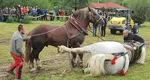 Anchetă a procurorilor după ce, la un festival din Năsăud, un cal a murit în urma efortului depus într-un concurs de tras buşteni