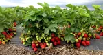 Cât costă kilogramul de căpșuni culese direct de la producător. Fructele pot fi degustate gratuit