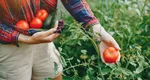 Combinații de legume periculoase în grădină. Ce să nu plantezi niciodată lângă roșii, compromiți toată recolta