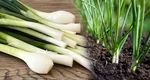 Cu ce se stropește ceapa verde din grădină, ca să rămână proaspătă mai mult timp. Trucul folosit de bunicii noștri