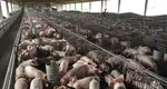 CEO-ul companiei „La Mircea Măcelaru” avertizează: „Am ajuns la 10% materie primă românească. Ar trebui să se interzică creşterea porcilor în gospodării”