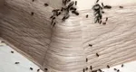 Soluții naturale prin care să scapi rapid de furnici