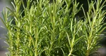 Planta care aduce norocul în casă. Ajută și la slăbit și face minuni pentru sănătate
