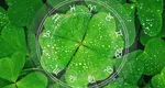 Horoscop 8 mai 2025. Zodiile care își schimbă complet destinul