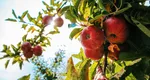 Cu ce să stropești pomii fructiferi la începutul verii. Metoda naturală și ieftină care funcționează de minune
