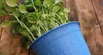Unde și când se plantează busuiocul. Este aur curat pentru plantele din grădină