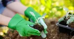 Legumele pe care nu trebuie să le replantezi an de an. Plantele pe care merită să le ai în grădină