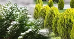 Plante și arbuști care rămân verzi pe tot parcursul anului. Ce să plantezi dacă vrei să ai o grădină veșnic vie