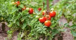 Cum salvezi recolta de roșii. Ingredientele regăsite în bucătărie care te ajută