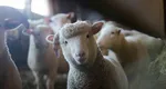 România ar putea relua curând exporturile de ovine. ANSVSA anunță o misiune urgentă de audit a experților europeni