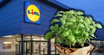 Cum îngrijești planta aromatică regăsită la Lidl. Costă 7 lei și o poți replanta acasă în ghiveci