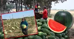 Cât trebuie să scoată românii din buzunar pentru faimoșii pepeni de Dăbuleni. La cultivatori, kilogramul costă 3 lei