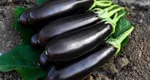 Cum trebuie udate vinetele pentru a nu fi amare. Cultivatorii experimentați dezvăluie ”secretul” recoltei perfecte