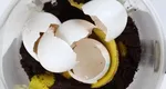 Îngrășământ natural excelent pentru plantele tale. Se face din resturi de mâncare