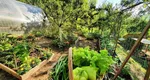 Legumele pe care le poți planta în luna iulie. Secretele pentru o recoltă bogată și sănătoasă