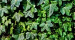 Planta ornamentală interzisă de UE pe tot teritoriul Europei. Mulți români au așa ceva în grădină