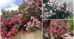 Floarea pe care trebuie să o ai în curte pe timpul verii! Nu are nevoie de prea multe îngrijiri și rezistă la temperaturi ridicate