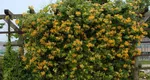 Totul despre Mâna Maicii Domnului. Cum trebuie să îngrijești această plantă pentru a înflori toată vara
