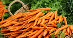 Motivul pentru care nu trebuie să plantezi anumite legume lângă morcovi. Sfaturi pentru o cultură sănătoasă și bogată