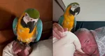 Nelson Mondialu, show de zile mari alături de papagalul său, Tukan: „A făcut o gălăgie de a trezit toți vecinii. Pericol mare ești, mă!” VIDEO