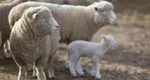 Vești bune pentru fermierii români. Se deschide o nouă piață pentru crescătorii de animale
