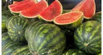 Pepenii din Maroc fac concurenţă neaoşelor „lubeniţe” de Dăbuleni