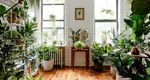 Planta sfântă care nu trebuie să-ți lipsească din casă. Te scapă de durerea de cap și de crampe