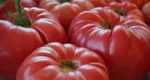Lanțul de magazine care vinde, din 19 iunie, doar ROȘII ROMÂNEȘTI. Legumele proaspete sunt aduse de la 100 de producători