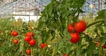 Cum îşi protejează fermierii roşiile în solarii când temperaturile trec de 40 de grade Celsius. Efectele caniculei se văd în preţuri