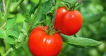 Cum îți dai seama dacă roșia este crescută natural sau a fost tratată cu chimicale. Experții legumicultori au dezvăluit secretul