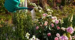 Metoda prin care poți înmulți trandafirii în luna iunie. Secretele dezvăluie de cultivatorii profesioniști