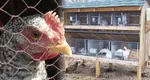 UE vrea să interzică creșterea animalelor în cuști. Fermierii, invitați la consultări până pe 16 iulie