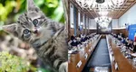 Veste oribilă pentru iubitorii de animale. Guvernul îi vizează pe cei care au pisici